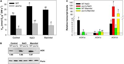 The Lack of Alternative Oxidase 1a Restricts in vivo Respiratory Activity and Stress-Related Metabolism for Leaf Osmoprotection and Redox Balancing Under Sudden Acute Water and Salt Stress in Arabidopsis thaliana